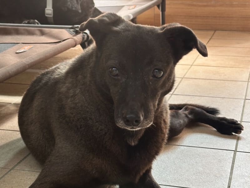 Chienne croisée femelle adulte (noir et blanc), Moyen, refuge n° …8006. Plus près du visage.