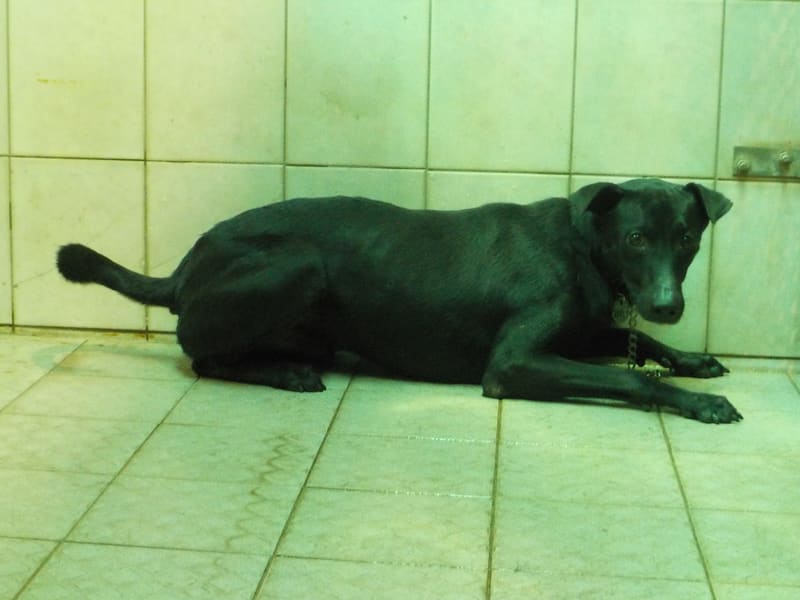 黑色成年公混种犬,中型, 收容编号 …8788. 完整的宠物。