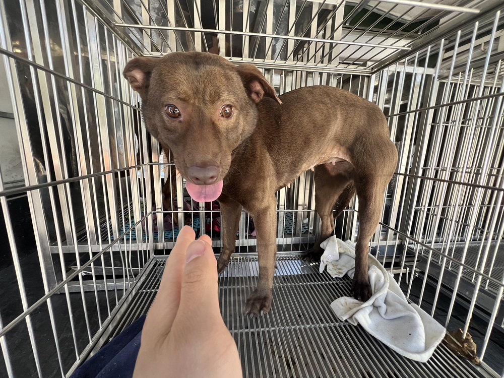 Perra mestiza hembra adulta (marrón), Mediano, refugio n.º …5004. Todo el animal.