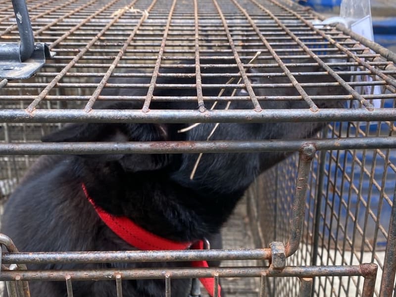 Perra mestiza hembra adulta (negro), Mediano, refugio n.º …9D02. Más cerca de la cara.