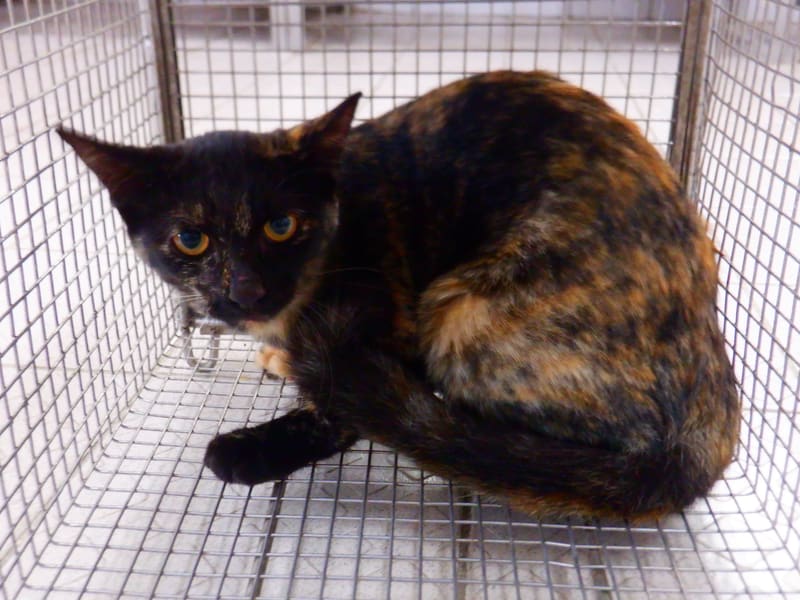 Adult female mixed-breed cat, Small, shelter no. …01C4