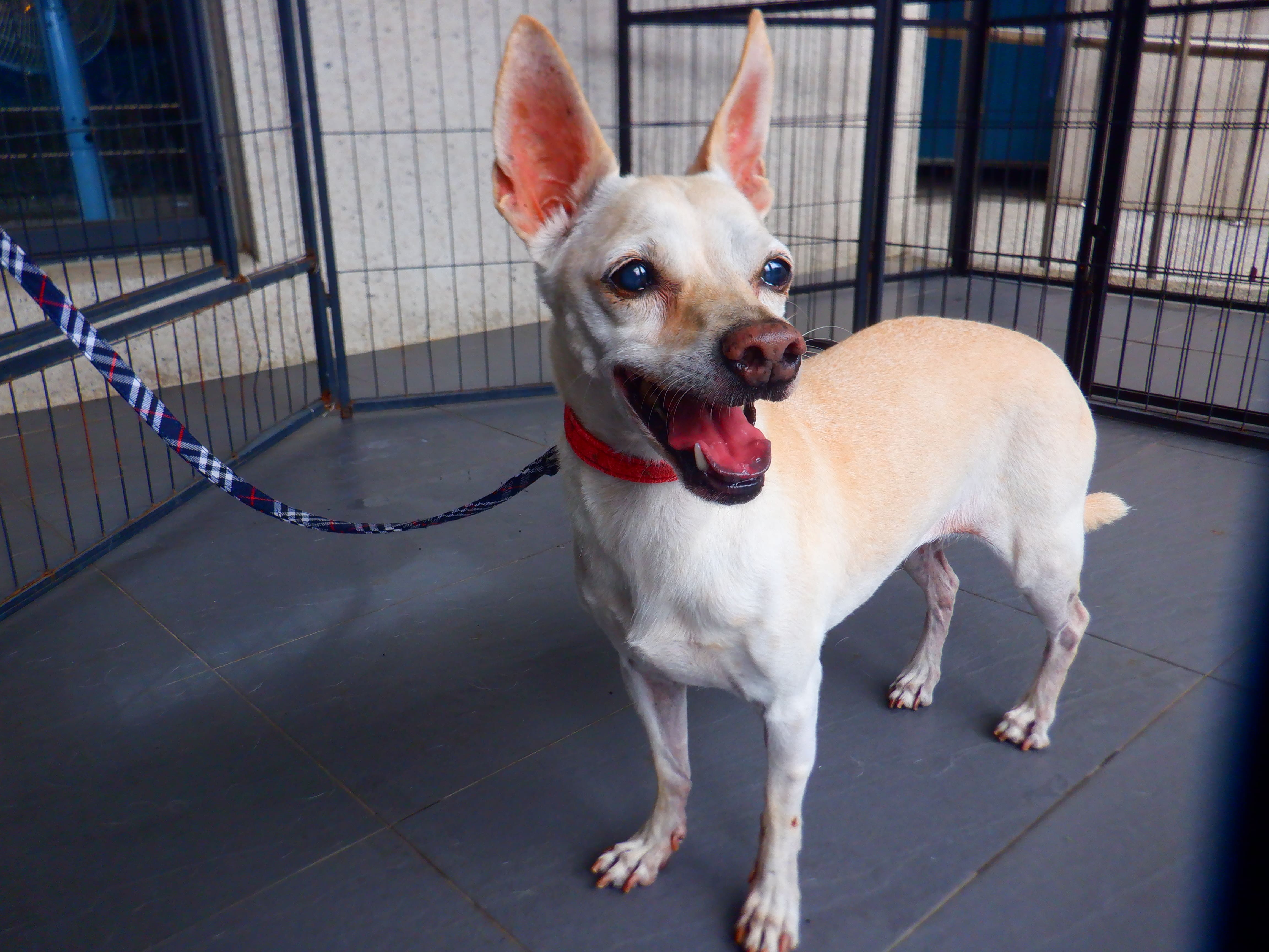 Chienne croisée femelle adulte (fauve et blanc), Petit, refuge n° …2821. Plus près du visage.