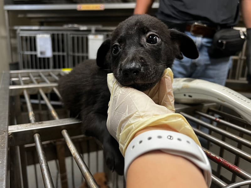 黑色青年公混种犬,小型, 收容编号 …9009. 完整的宠物。