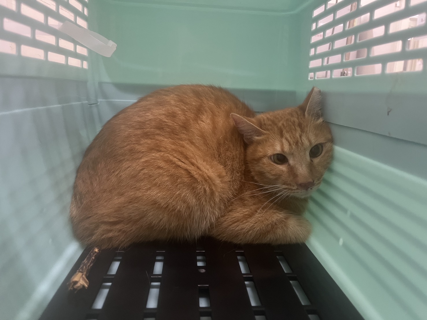 Pusang halo ang lahi (Lalaki, Matanda na, dilaw at may guhit), Katamtaman, blg. ng shelter …1008. Ang buong hayop.