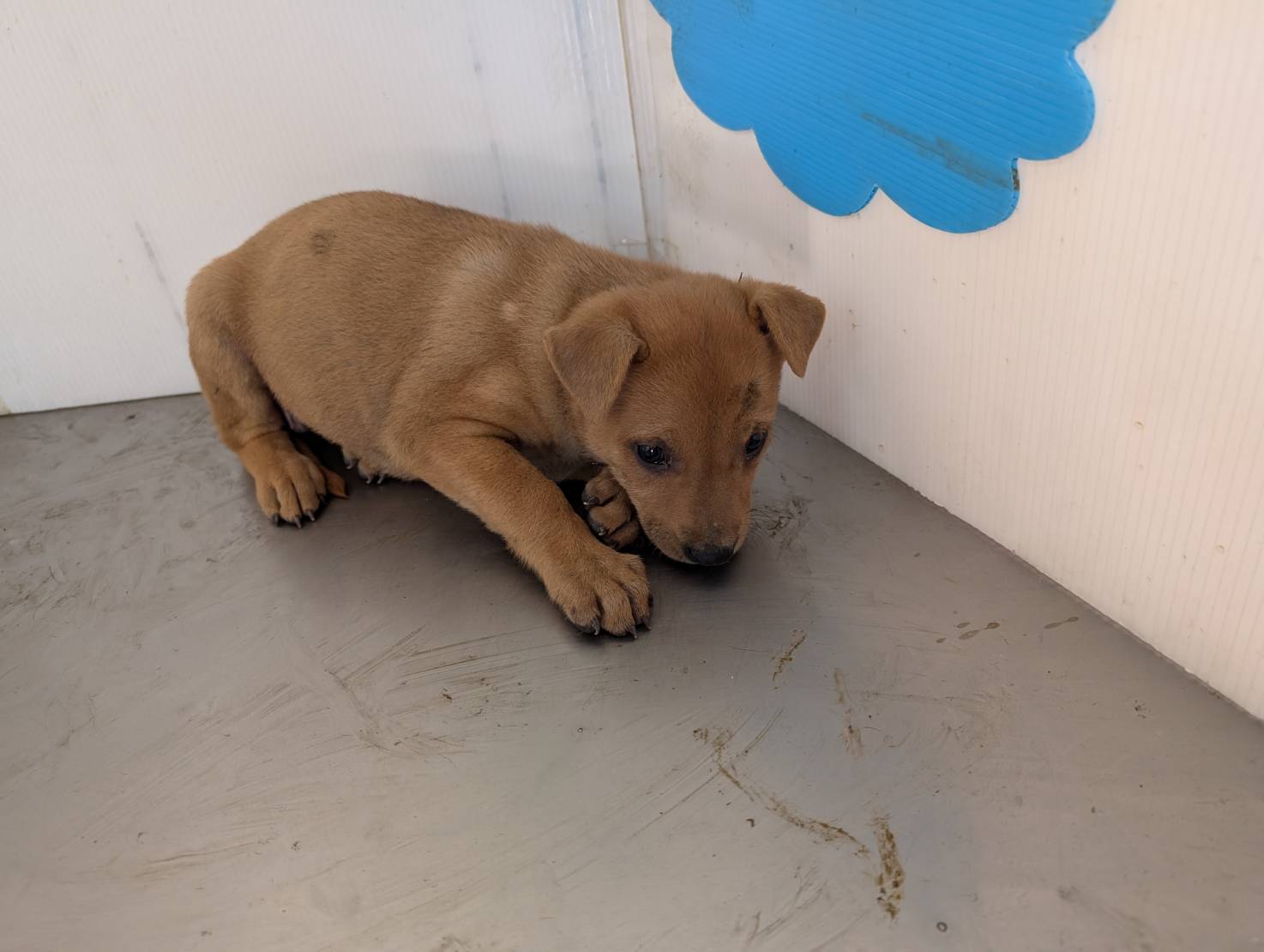Perra mestiza hembra joven (canela), Grande, refugio n.º …2609. Todo el animal.