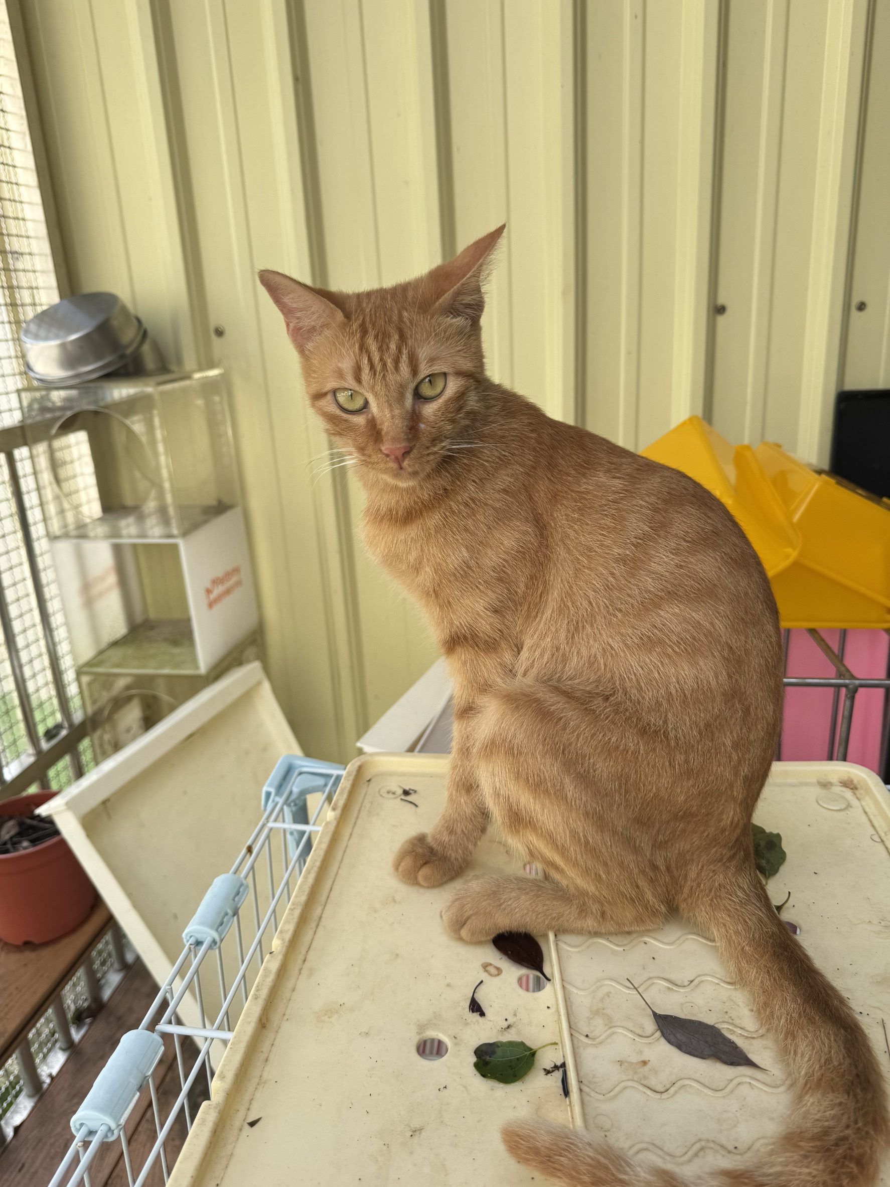 Gata mestiza hembra adulta (canela y atigrado), Pequeño, refugio n.º …1001. Más cerca de la cara.