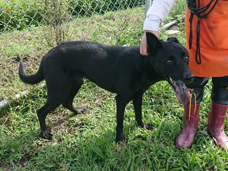Perro mestizo macho adulto (negro), Mediano, refugio n.º …2203. Todo el animal.