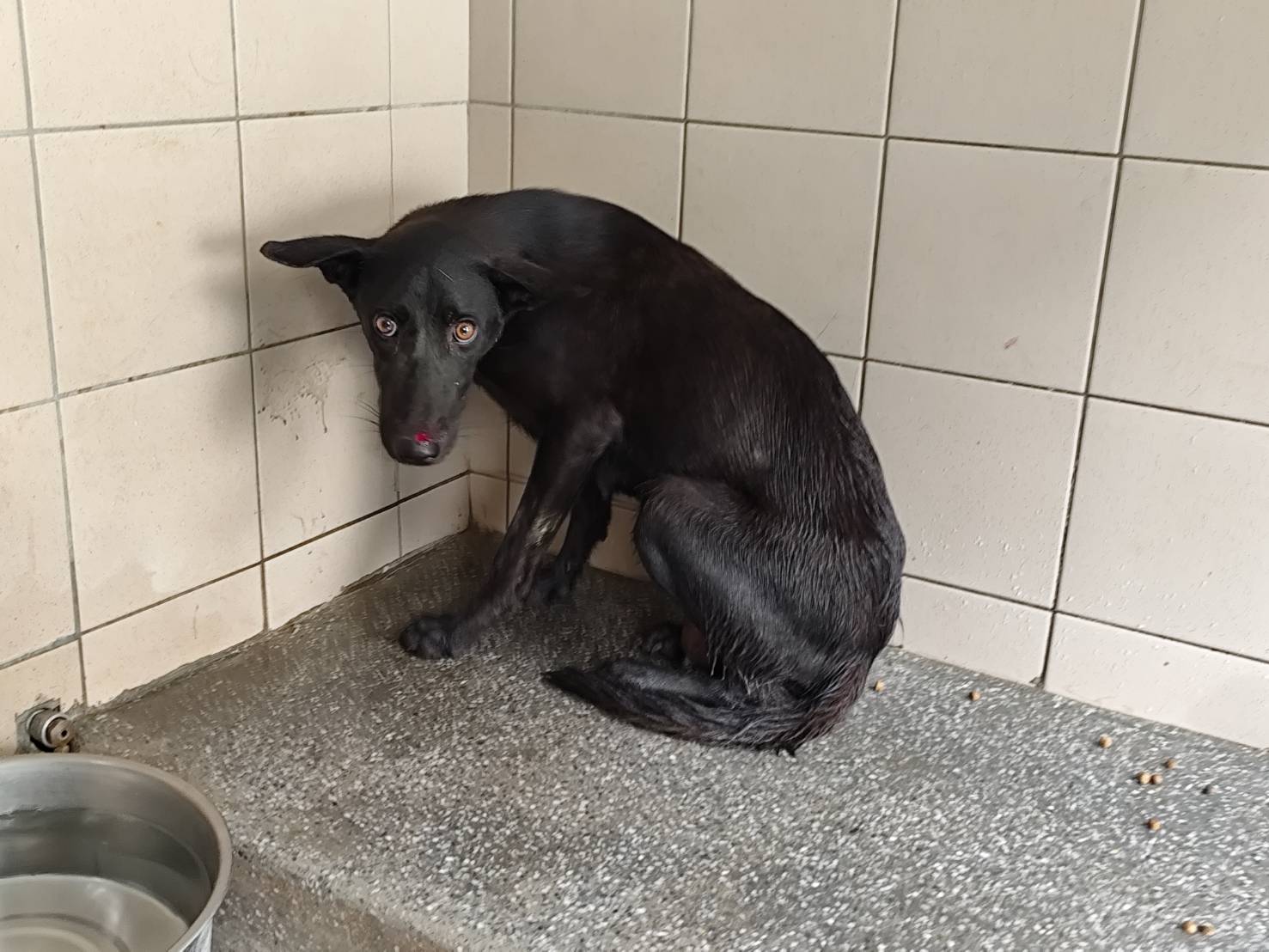 믹스견 (암컷, 성견, 검은색), 대형, 보호소 번호 …1419. 얼굴을 가까이서 본 모습이에요.