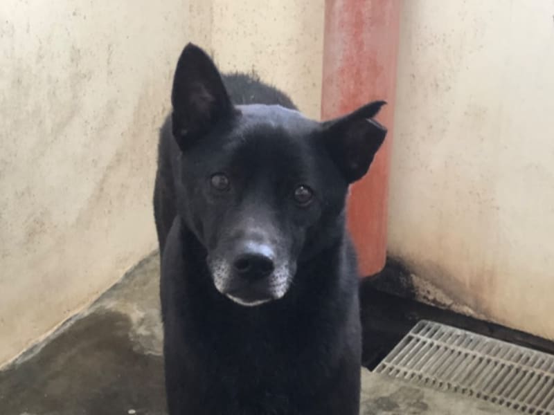ミックス犬(オス・成犬・黒)、大型, 施設番号 …7031. 顔のアップです。
