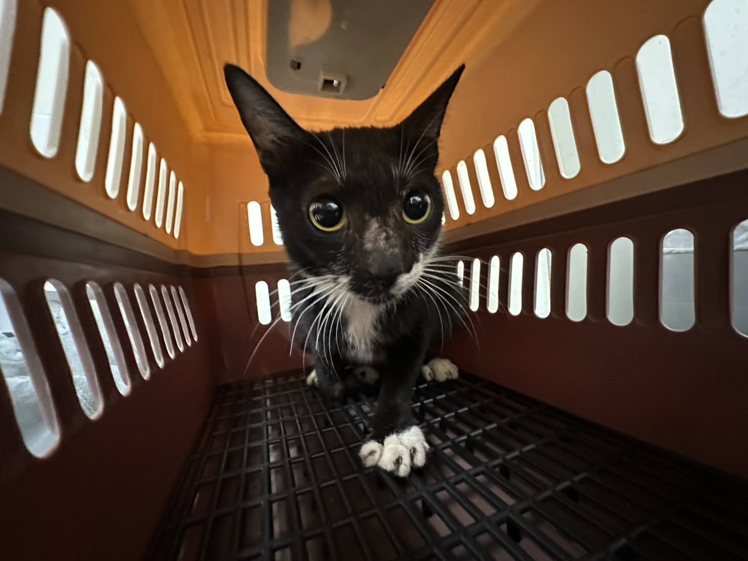 Chatte croisée femelle adulte (noir et blanc), Moyen, refuge n° …2102. Plus près du visage.