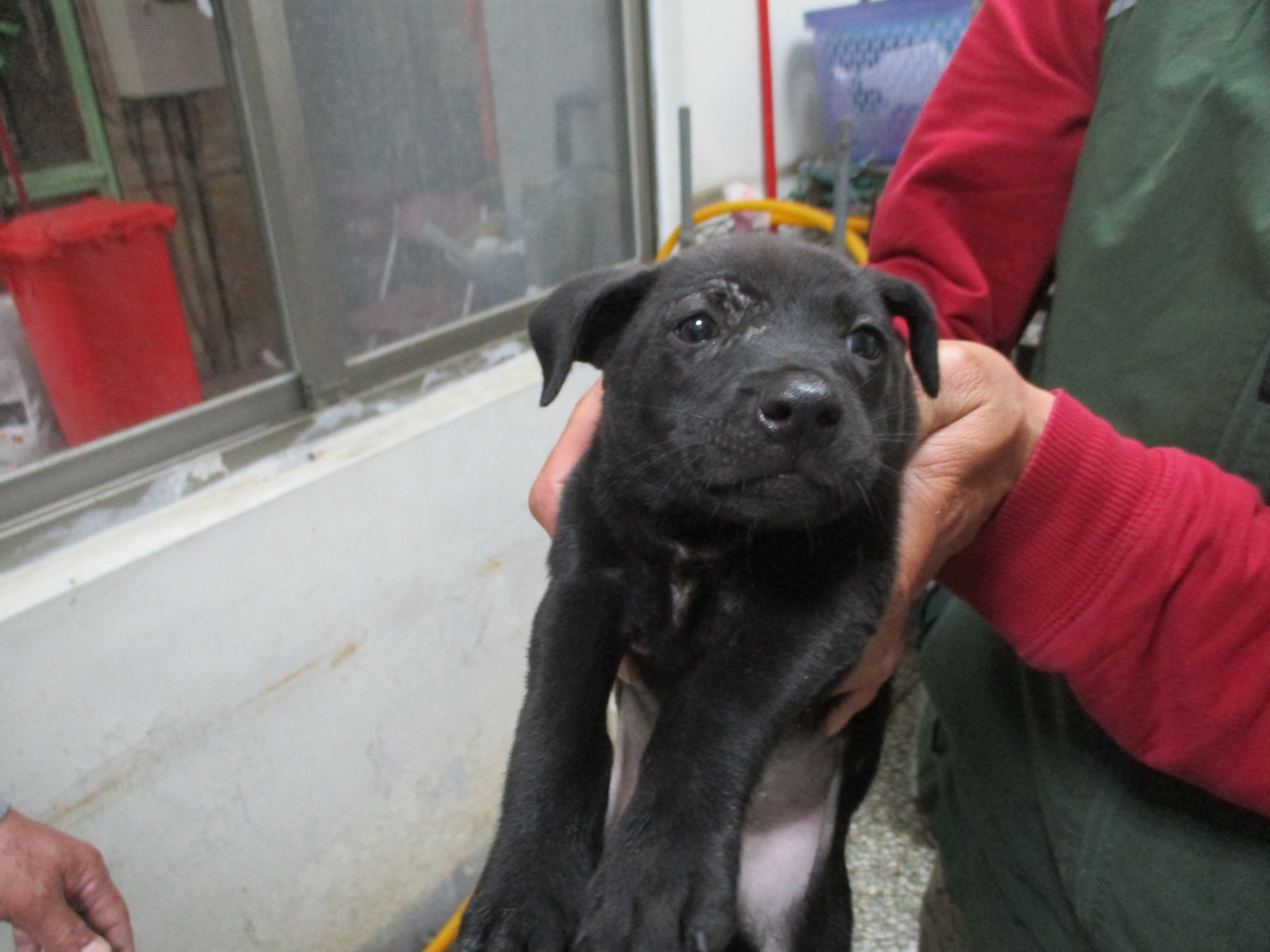 Perro mestizo macho adulto (negro), Mediano, refugio n.º …Q1-2. Todo la mascota.