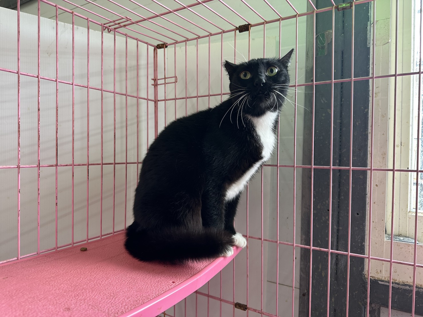 ミックス猫(メス・成猫・黒と白)、中型, 施設番号 …0704. 全身です。