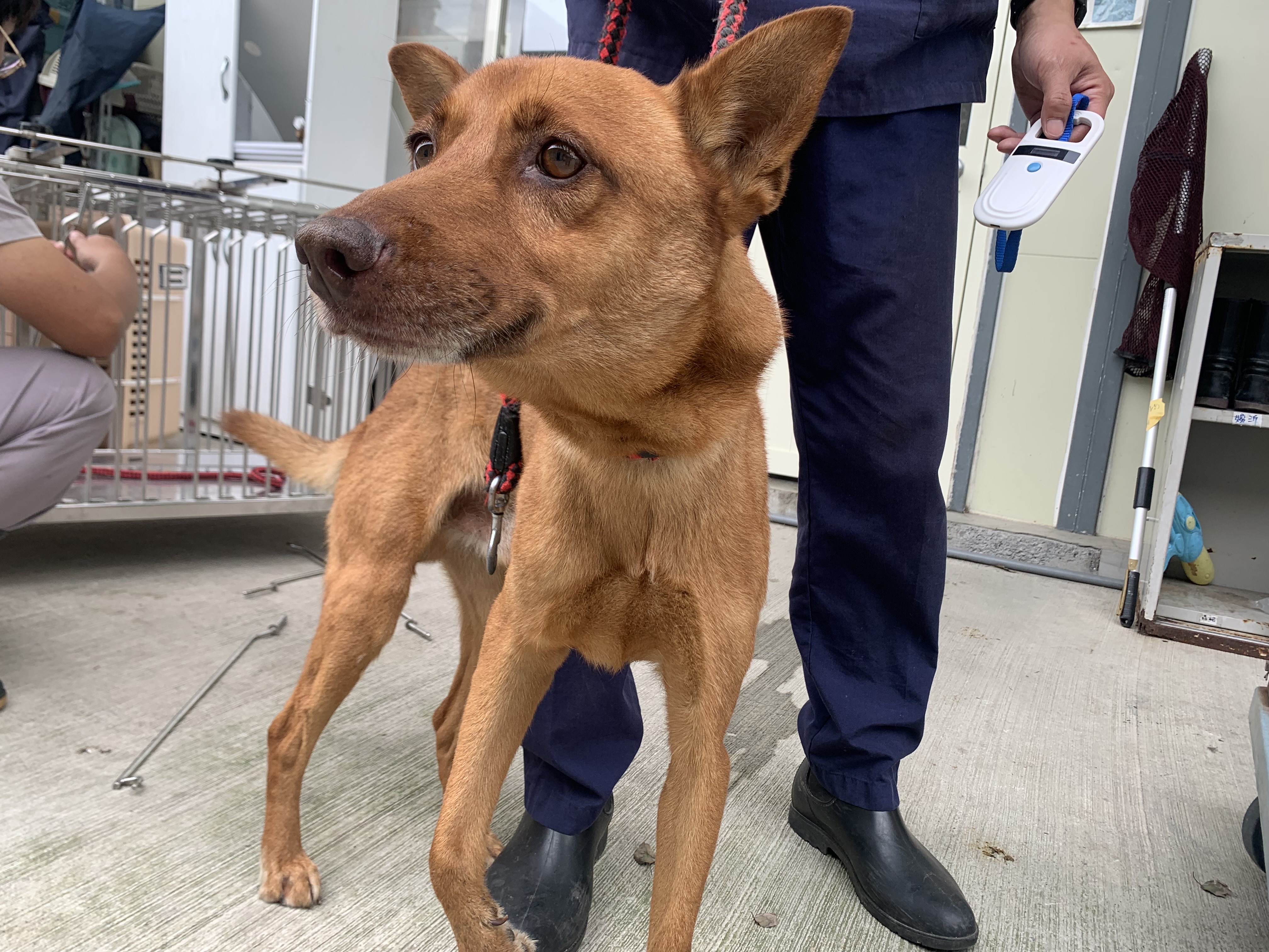 Perro mestizo macho adulto (canela), Mediano, refugio n.º …0602. Más cerca de la cara.