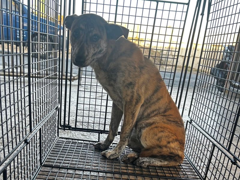 Tabby adult female mixed-breed dog, Large, shelter no. …0007. The whole animal.