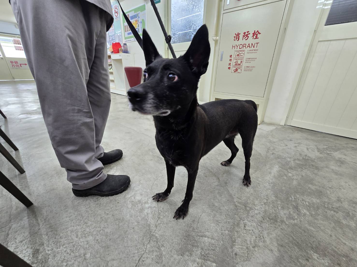 Black adult female mixed-breed dog, Medium, shelter no. …1203. The whole animal.