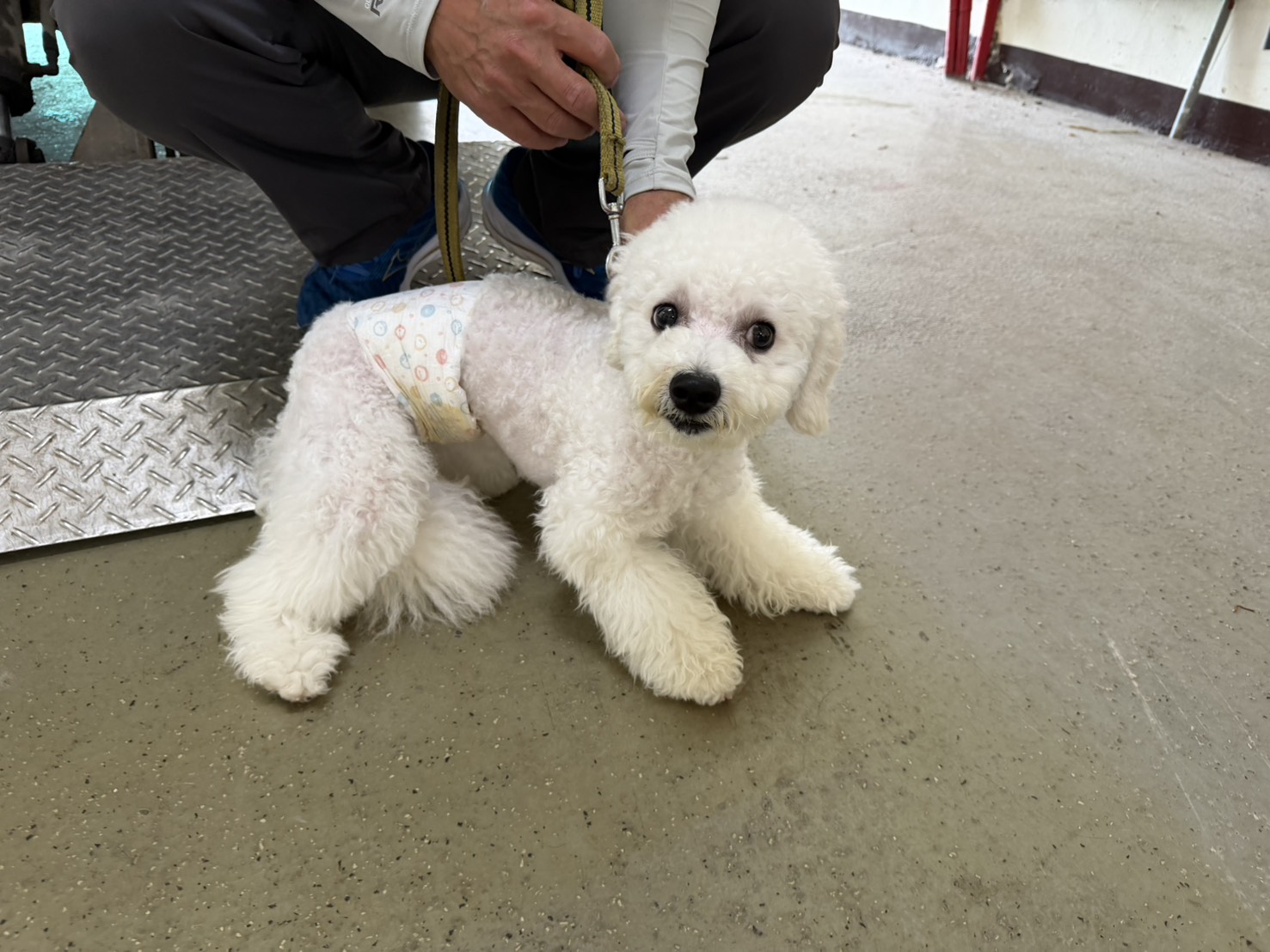 Bichon frisé macho adulto (blanco), Mediano, refugio n.º …2003. Todo el animal.