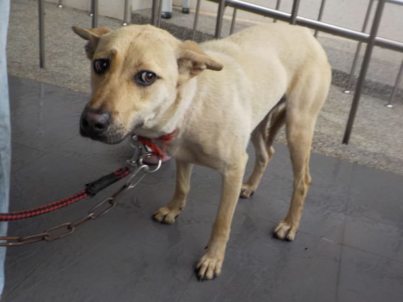 黄色成年母混种犬,中型, 收容编号 …4890. 完整的宠物。