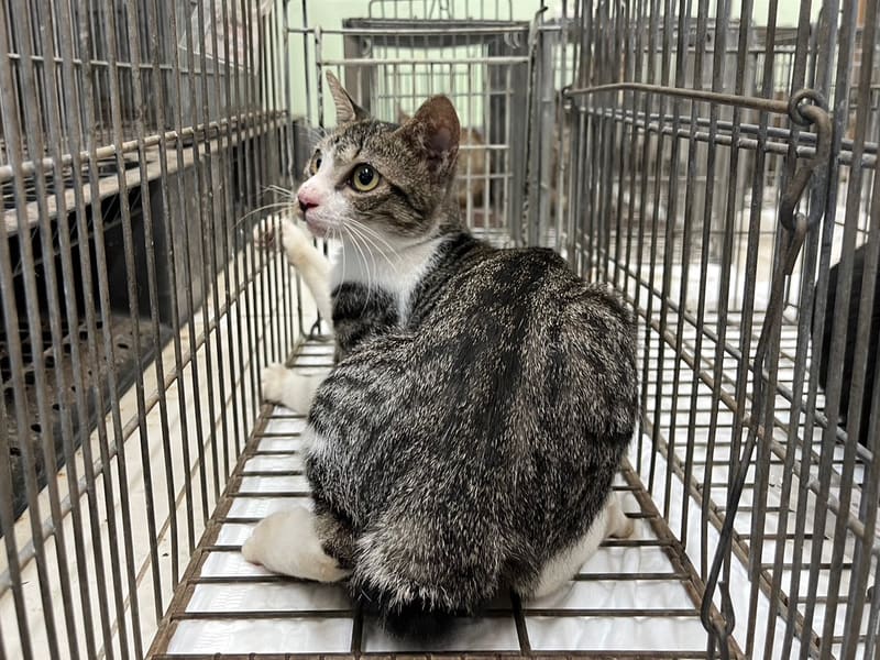 Gata mestiza hembra adulta, Pequeño, refugio n.º …2C04. Todo el animal.
