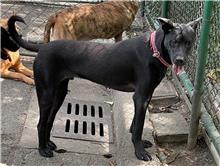 ミックス犬(オス・若い・黒)、小型, 施設番号 …0706