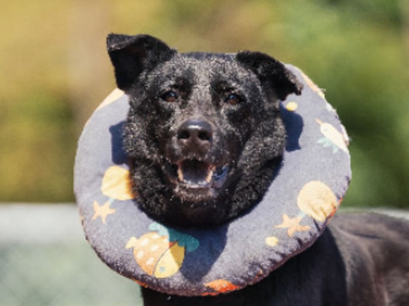 Perro mestizo macho adulto (negro), Mediano, refugio n.º …0701. Más cerca de la cara.