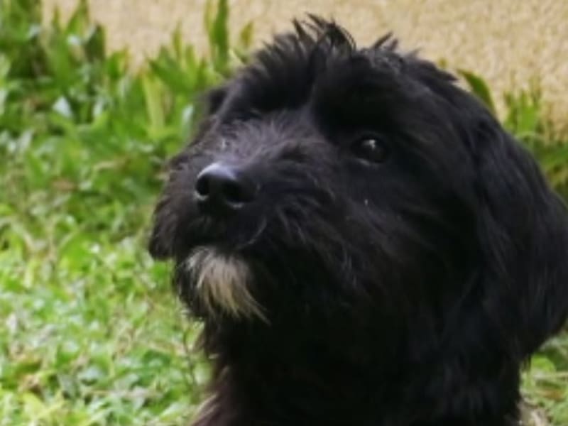 黑色青年公混种犬,中型, 收容编号 …5003. 脸部特写。
