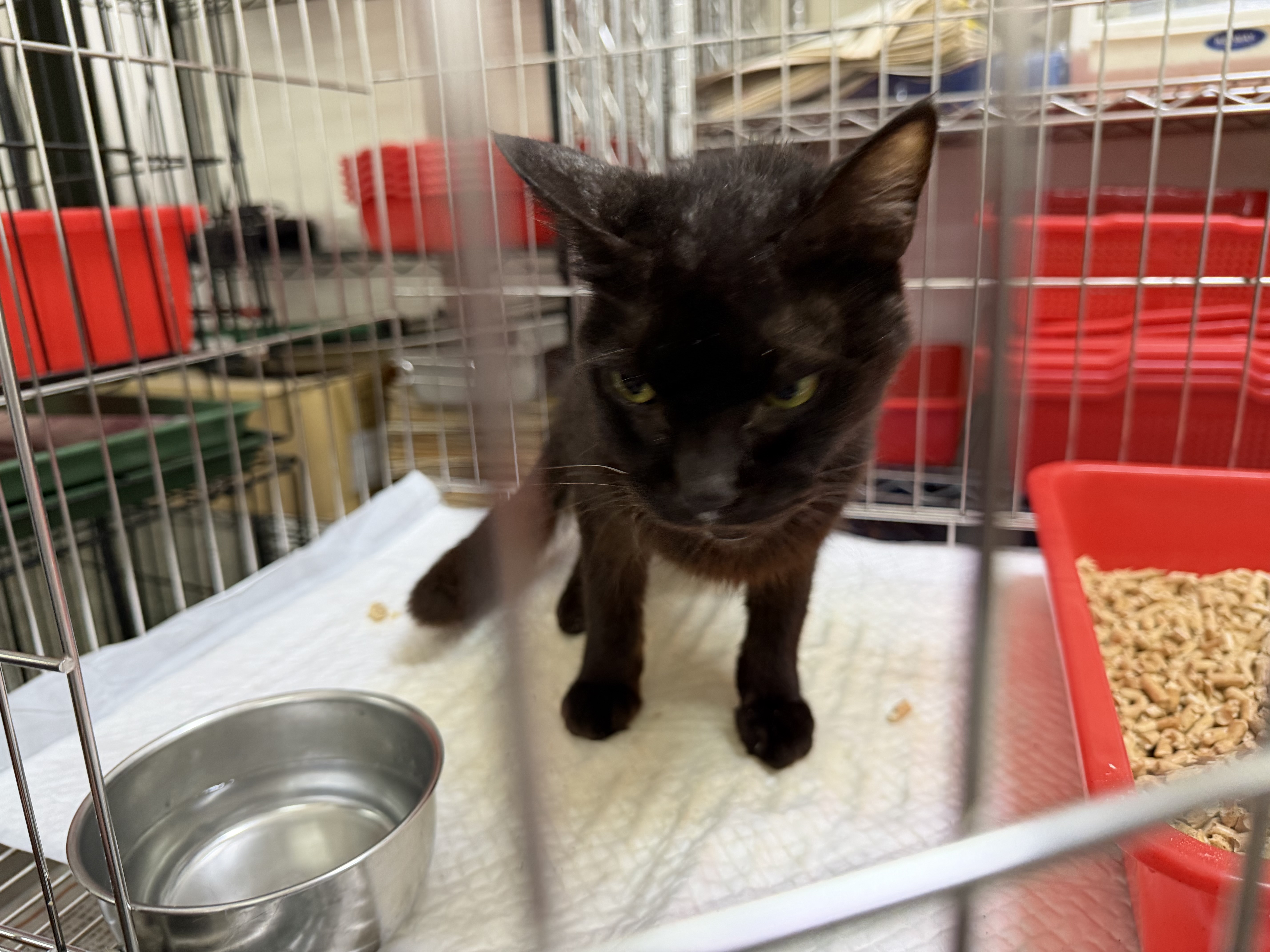 ミックス猫(メス・成猫・黒)、中型, 施設番号 …5002