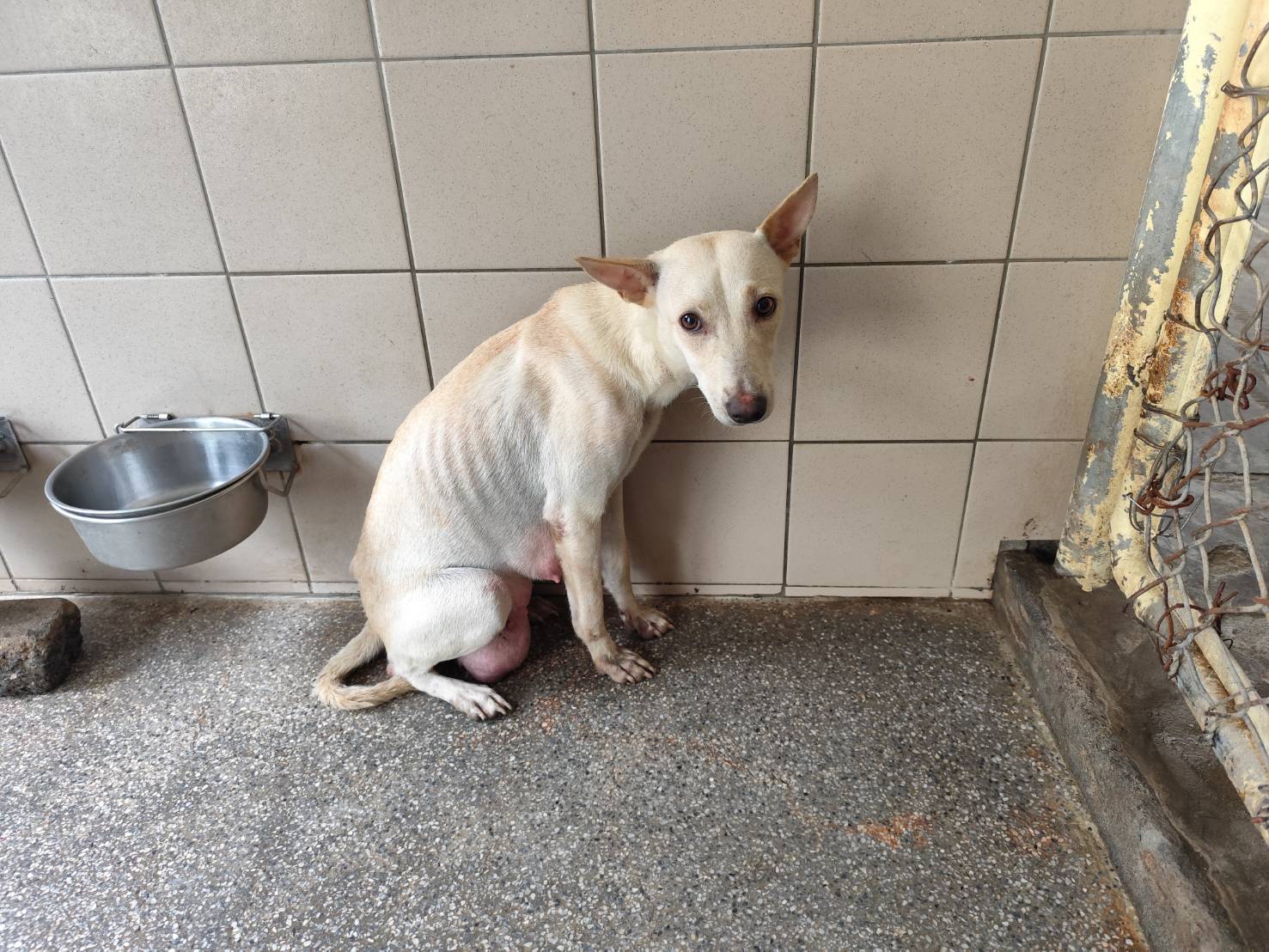 White adult female mixed-breed dog, Large, shelter no. …0709. The whole animal.