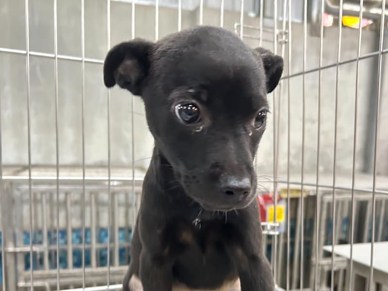 Perra mestiza hembra joven (negro), Mediano, refugio n.º …1004. Más cerca de la cara.