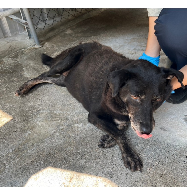 黑色成年母混種犬,大型, 收容編號 …040D. 臉部特寫。