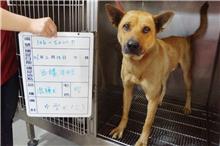 Perro mestizo macho (marrón), Grande, refugio n.º …020D