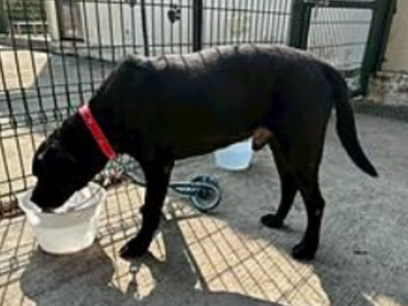 Labrador retriever macho adulto (negro), Grande, refugio n.º …7001