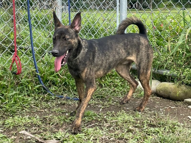 ミックス犬(オス・若い・黒とこげ茶)、小型, 施設番号 …0203. 全身です。