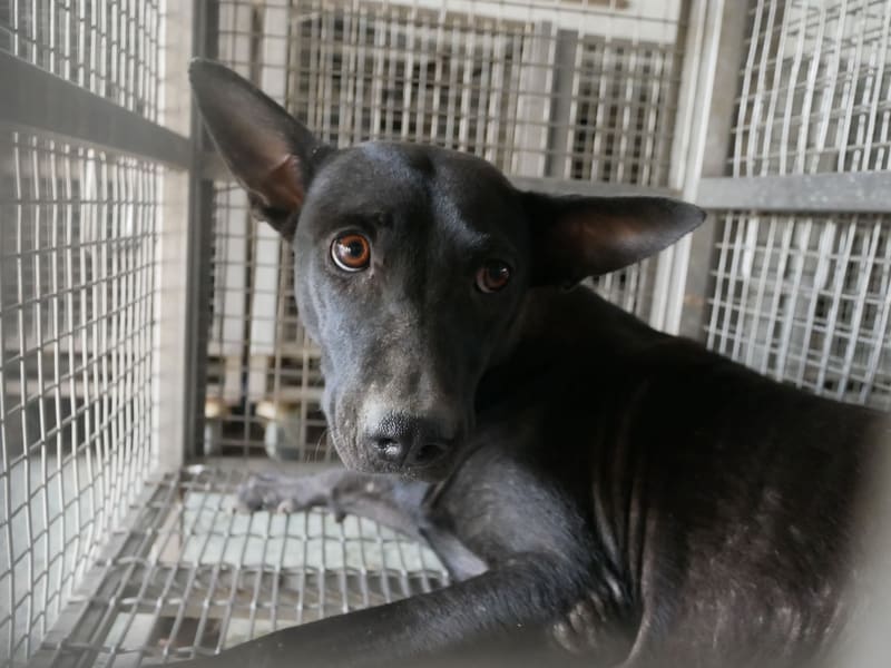 Perra mestiza hembra adulta (gris), Mediano, refugio n.º …1-02. Más cerca de la cara.
