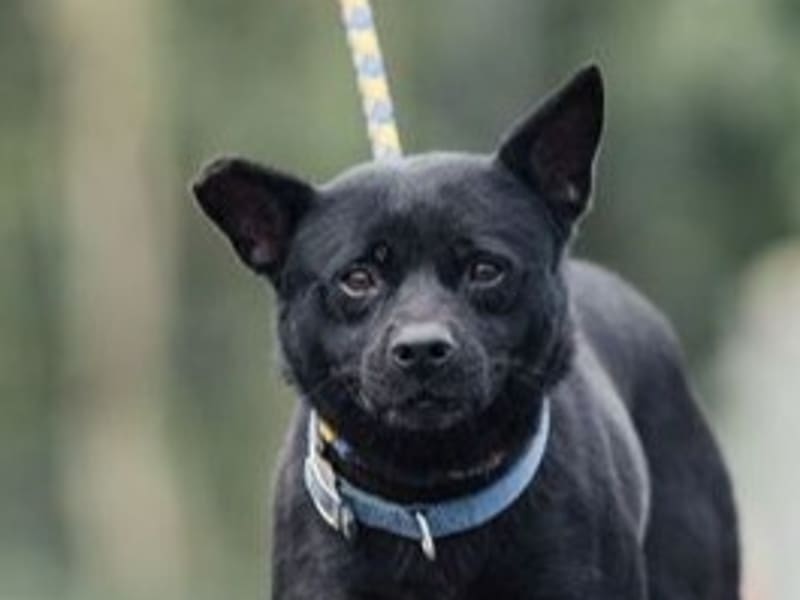 Black adult female mixed-breed dog, Medium, shelter no. …4003. Closer on the face.