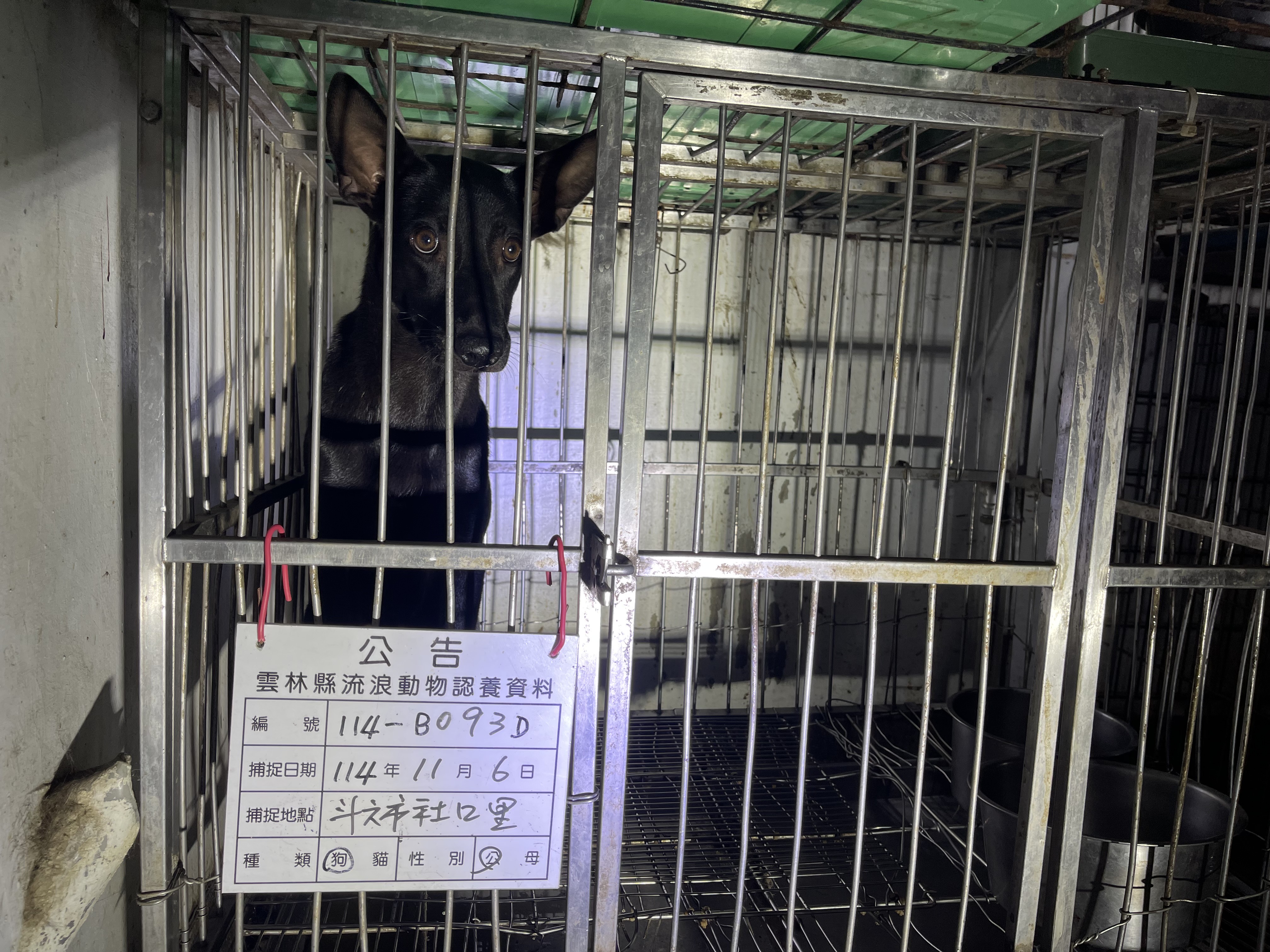 黑色成年公混种犬,大型, 收容编号 …093D. 脸部特写。