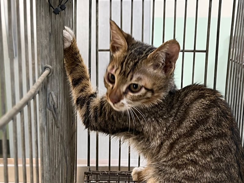 Pusang halo ang lahi (Lalaki, Bata), Maliit, blg. ng shelter …6C10. Mas malapit sa mukha.