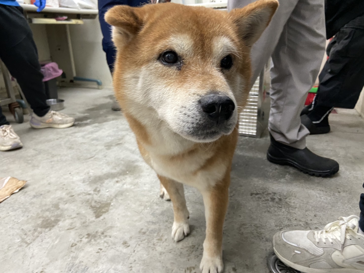 柴犬（オス・成犬・茶）、中型, 施設番号 …1910. 顔のアップです。