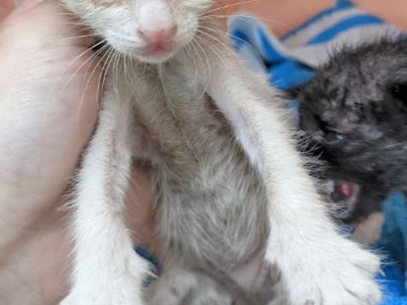 Chatte croisée femelle jeune (fauve et blanc), Petit, refuge n° …1004. Plus près du visage.