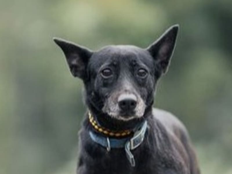 Perra mestiza hembra adulta (negro), Mediano, refugio n.º …3001. Más cerca de la cara.
