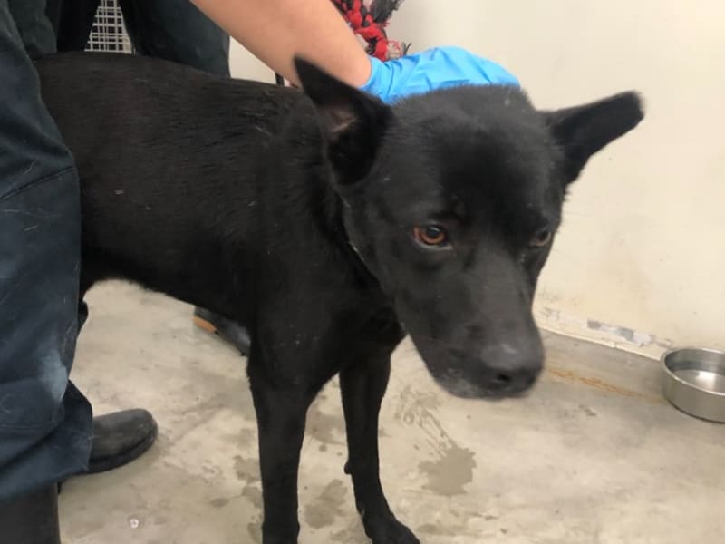 Black adult male mixed-breed dog, Medium, shelter no. …1305. Closer on the face.