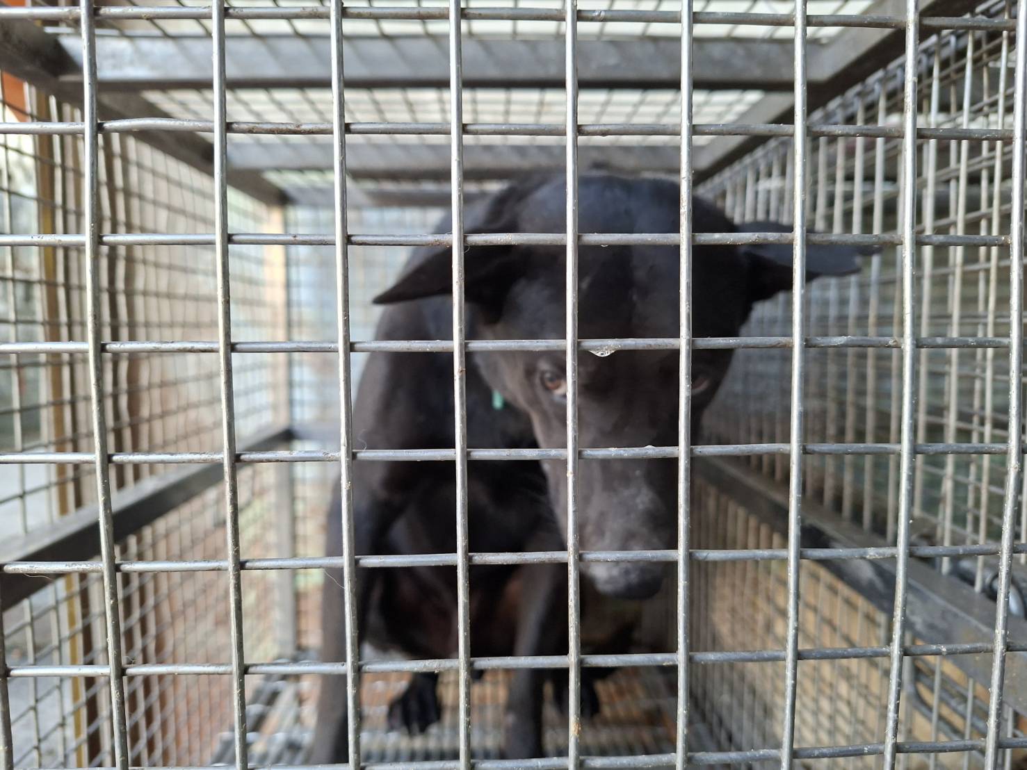 Perro mestizo macho adulto (negro), Grande, refugio n.º …7-01. Más cerca de la cara.