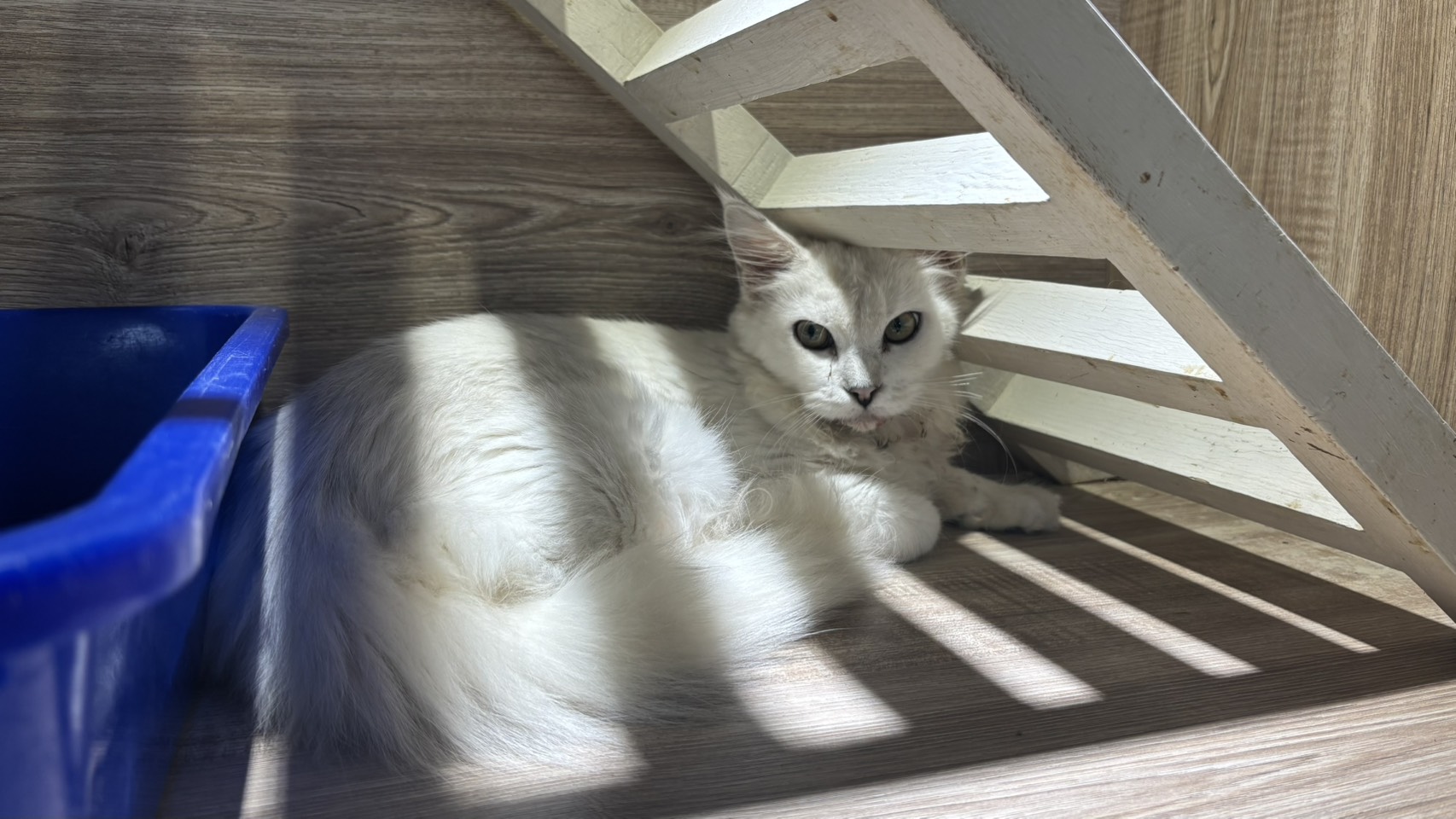 Mèo Maine Coon (Cái, Trưởng thành, trắng), Lớn, số trại …6010