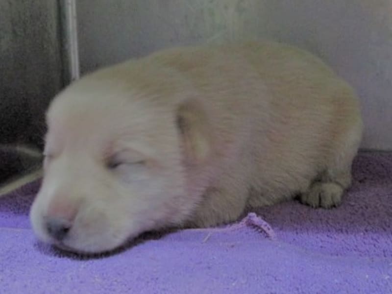 Perra mestiza hembra joven (canela), Pequeño, refugio n.º …8001. Todo la mascota.