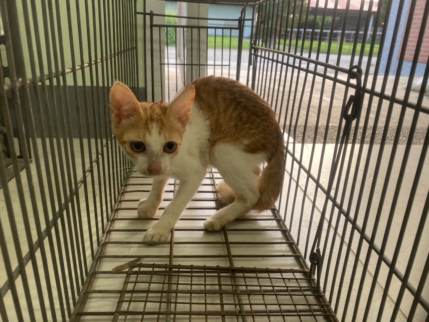 Gata mestiza hembra joven, Pequeño, refugio n.º …8C10. Más cerca de la cara.