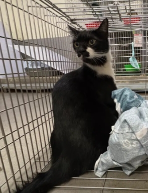 Chat croisé mâle adulte (noir et blanc), Moyen, refuge n° …6013. Plus près du visage.