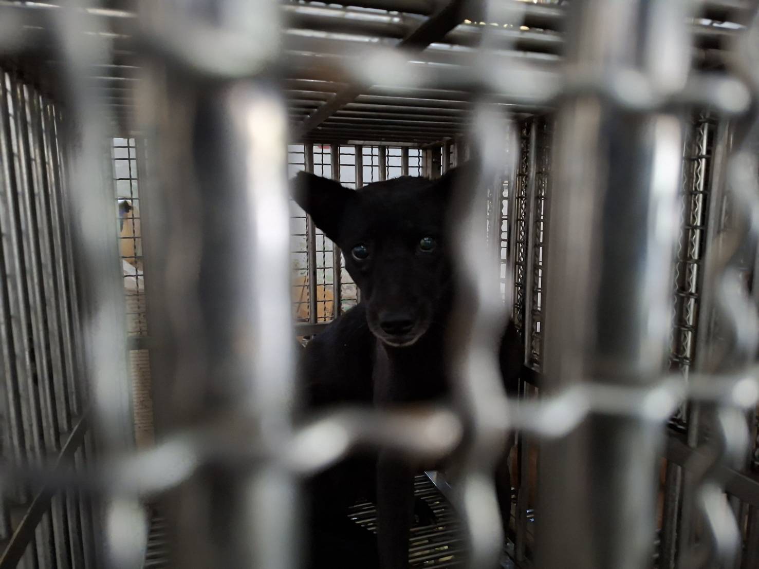 ミックス犬(メス・成犬・黒)、大型, 施設番号 …7-02. 全身です。