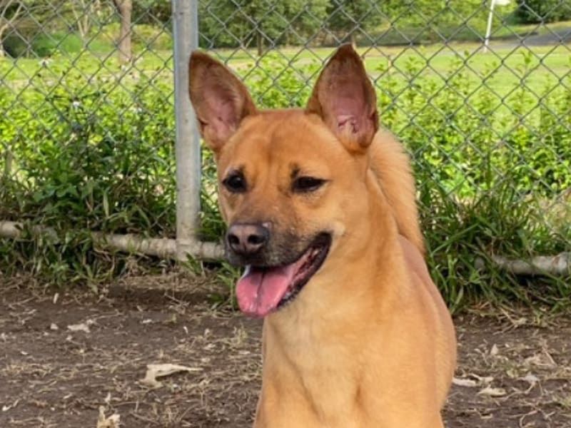 黄色成年母混种犬,小型, 收容编号 …0301. 脸部特写。