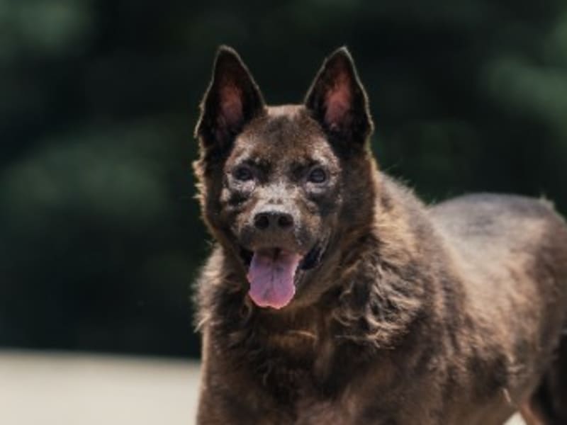 Perro mestizo macho adulto (negro), Mediano, refugio n.º …8001. Más cerca de la cara.