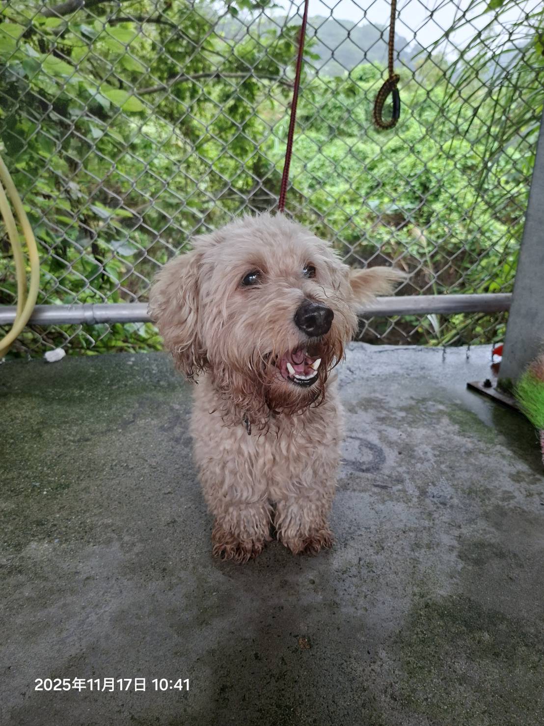 Perro mestizo macho adulto (crema), Pequeño, refugio n.º …8005. Más cerca de la cara.