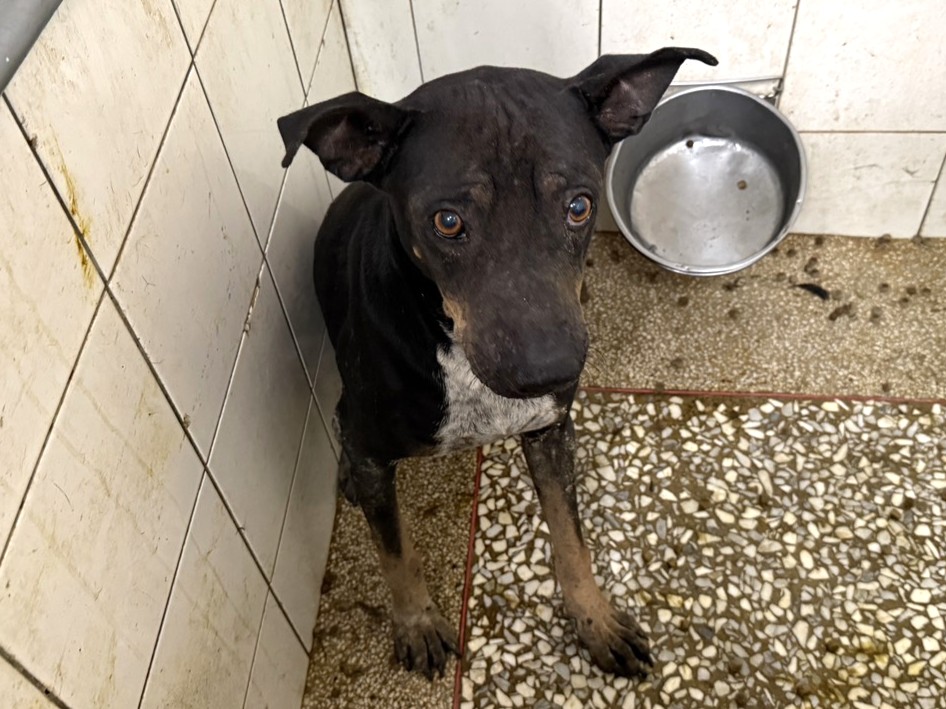 Perro mestizo macho adulto (negro), Grande, refugio n.º …0A24. Más cerca de la cara.